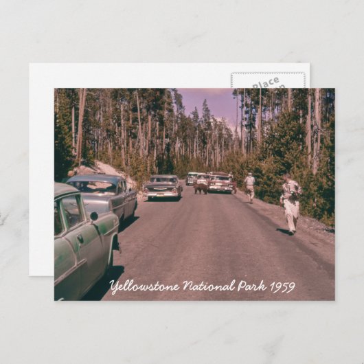 Carte Postale Parc national de Yellowstone Ours Voitures du mili (Devant / Derrière)