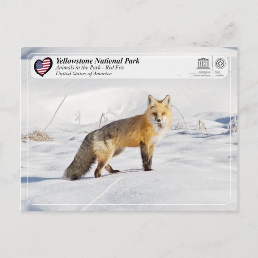 Carte Postale Parc national de Yellowstone - Renard rouge (Devant)