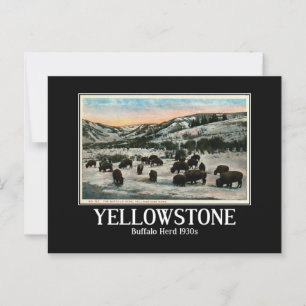 Carte Postale Parc national de Yellowstone, troupeau de Buffalo,
