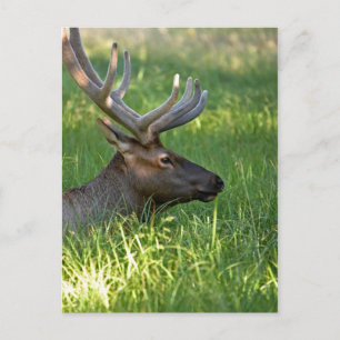 Carte Postale parc national de yellowstone, wapiti