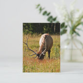 Carte Postale parc national de yellowstone, wapiti (Debout devant)