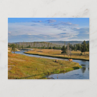 Carte Postale parc national de yellowstone, wapiti,