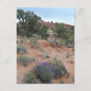 Carte Postale Parc national des Arches