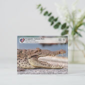 Carte Postale Parc national des Everglades - Crocodile américain (Debout devant)