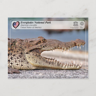 Carte Postale Parc national des Everglades - Crocodile américain
