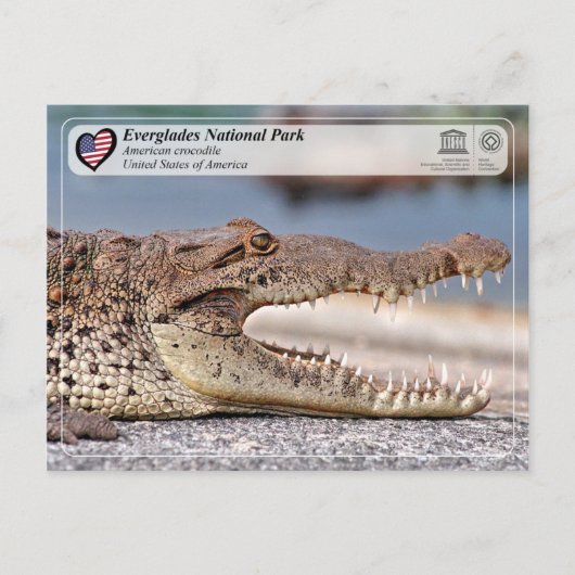 Carte Postale Parc national des Everglades - Crocodile américain (Devant)