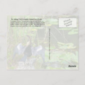 Carte Postale Parc national des Everglades, Floride (Dos)