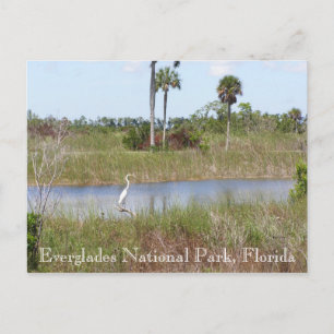Carte Postale Parc national des Everglades, Floride
