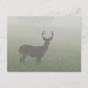 Carte Postale Parc national des Great Smoky Mountains, Tennesse,