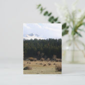 Carte Postale Parc national des Rocheuses (Debout devant)