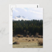 Carte Postale Parc national des Rocheuses (Devant / Derrière)