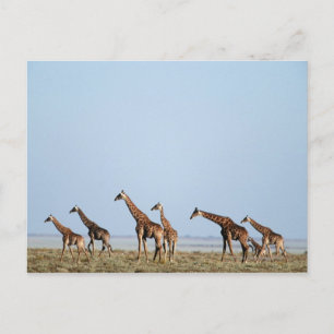 Carte Postale Parc national d'Etosha, Namibie 2