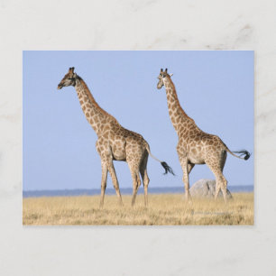 Carte Postale Parc national d'Etosha, Namibie 3