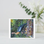 CARTE POSTALE PARC NATIONAL D'EVERGLADES - FLORIDE ÉTATS-UNIS (Debout devant)