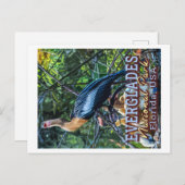 CARTE POSTALE PARC NATIONAL D'EVERGLADES - FLORIDE ÉTATS-UNIS (Devant / Derrière)