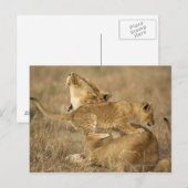 Carte Postale Parc national du Serengeti, Tanzanie (Devant / Derrière)