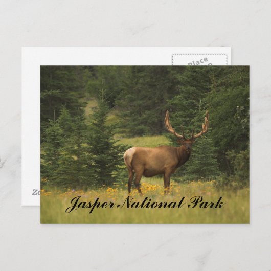 Carte postale - Parc national Jasper (Devant / Derrière)