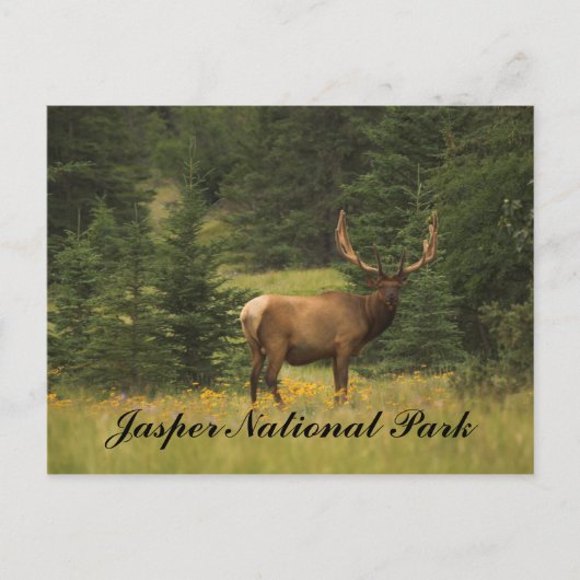Carte postale - Parc national Jasper (Devant)
