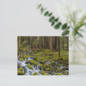 Carte Postale Parc national olympique, État de Washington (Debout devant)