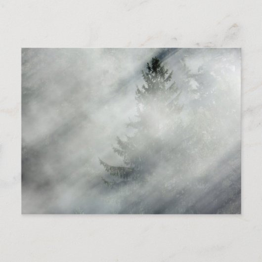 Carte Postale Parc national olympique | Hoh River Valley (Devant)