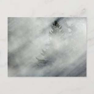 Carte Postale Parc national olympique Hoh River Valley