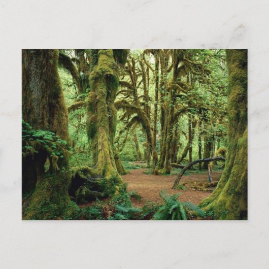 Carte Postale Parc national olympique, WA 2 (Devant)