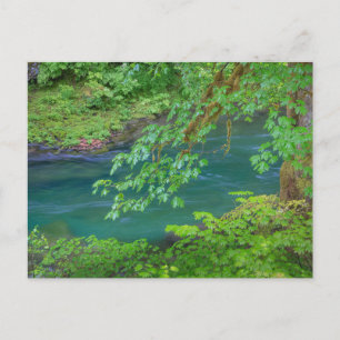 Carte Postale Parc national olympique Washington State