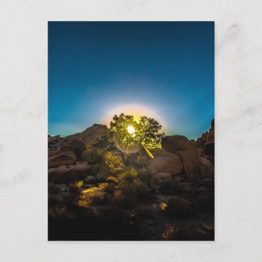 Carte Postale Parc national Sunrise Joshua Tree (Devant)