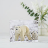 Carte Postale Parc national Wapusk, Canada. (Debout devant)