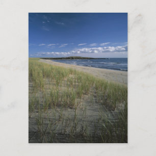 Carte Postale Parc provincial J.T. Chessman, herbe des dunes