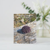 Carte Postale Parc Rock State de Sisters (Debout devant)