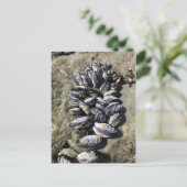 Carte Postale Parc Rock State de Sisters (Debout devant)