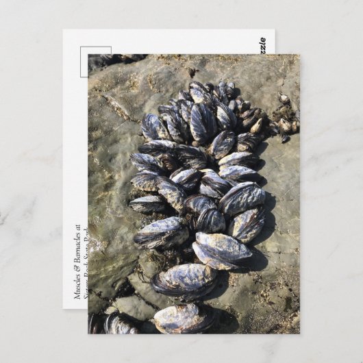 Carte Postale Parc Rock State de Sisters (Devant / Derrière)