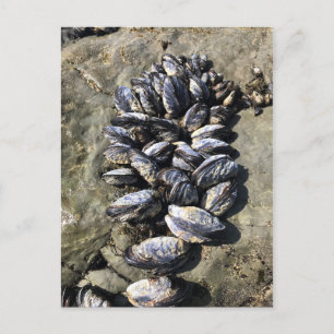 Carte Postale Parc Rock State de Sisters