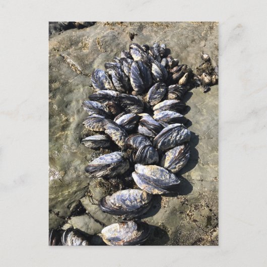 Carte Postale Parc Rock State de Sisters (Devant)