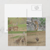 Carte Postale Parc Safari de San Diego (Devant / Derrière)