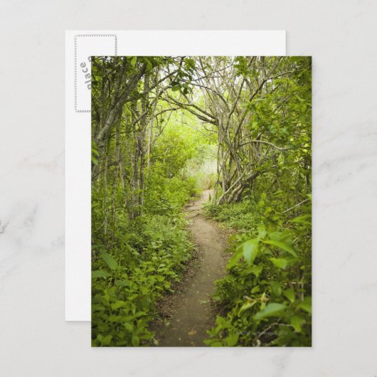 Carte Postale Parcours à travers la forêt (Devant / Derrière)