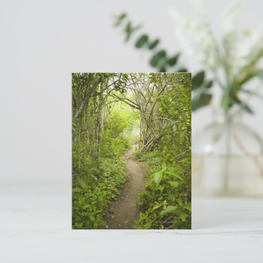 Carte Postale Parcours à travers la forêt (Debout devant)