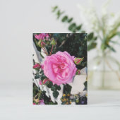 Carte Postale Pare rose blanche (Debout devant)