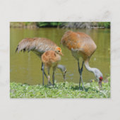 Carte Postale Parents de grue de Sandhill et poussins (Devant)