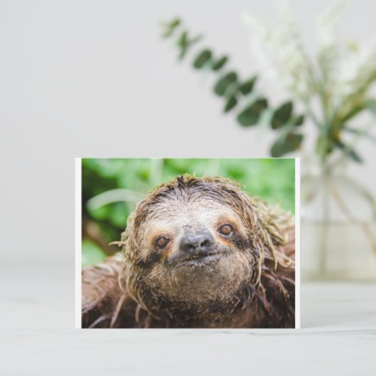 Carte Postale Paresse douce (Debout devant)