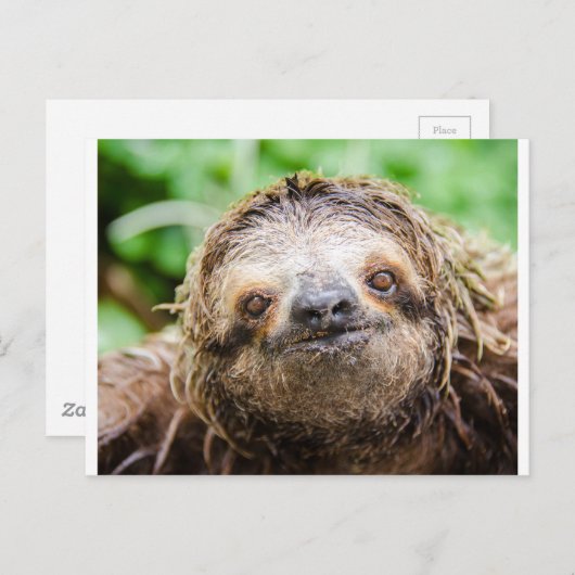 Carte Postale Paresse douce (Devant / Derrière)