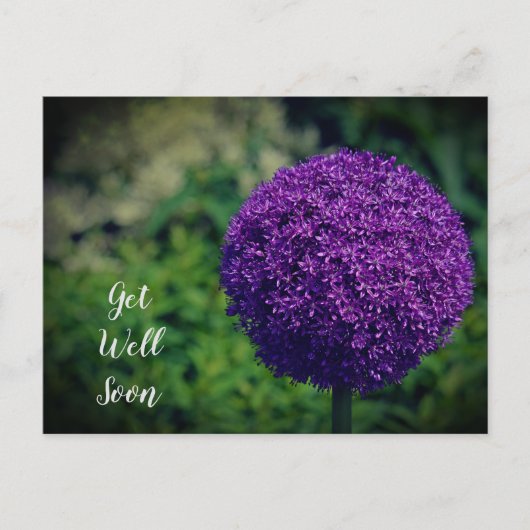 Carte Postale Parfait fleur d'Allium violet pour prompt rétablis (Devant)
