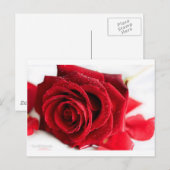 Carte Postale Parfum d'un Rose (Devant / Derrière)