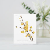 Carte Postale Parfums de Chimonanthus (Debout devant)