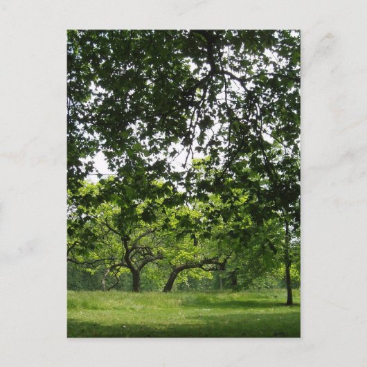Carte postale Park (Devant)
