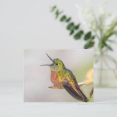 Carte postale parlante de colibri (Debout devant)