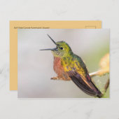 Carte postale parlante de colibri (Devant / Derrière)