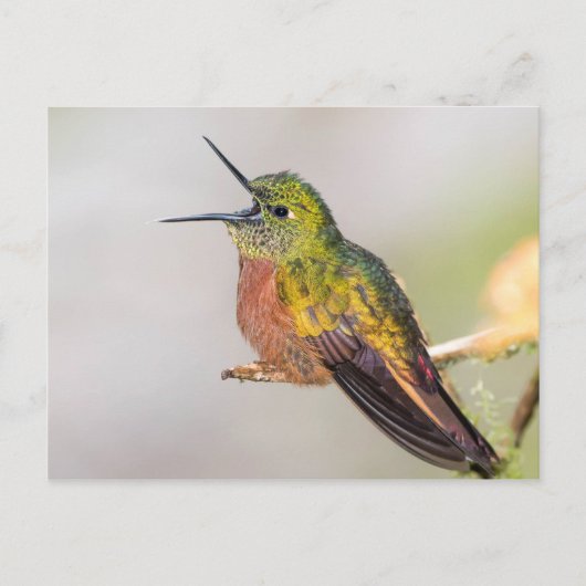 Carte postale parlante de colibri (Devant)