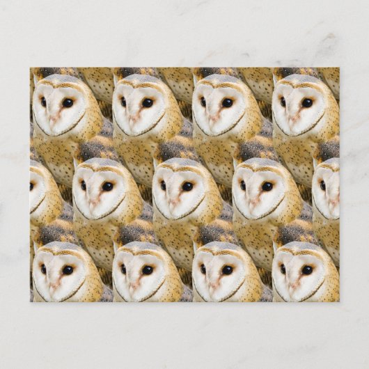 Carte Postale Parlement de chouettes effraies (Devant)